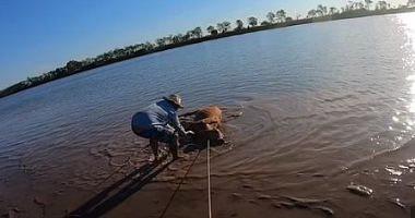 Fisherman trying their lives to save a cow of FTT 20 crocodile video and photos