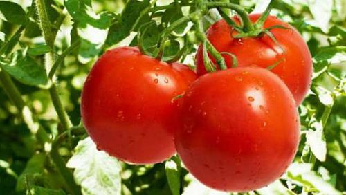 Tomato prices in the crossing market today are different according to quality