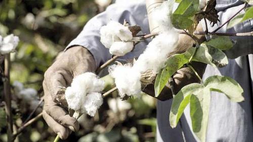 Bad Climate Password Why did cotton prices rise globally