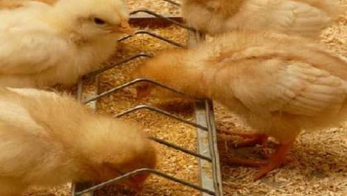 Poultry prices on Friday 392021 in Egypt