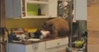 A US unexpected guest surprises a bear in his kitchen and eat video video