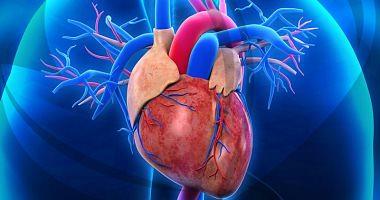 Artificial intelligence helps evaluate and improve heart cultivation results