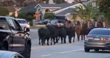 A herd of cows runs before his slaughter and walks in the streets of California