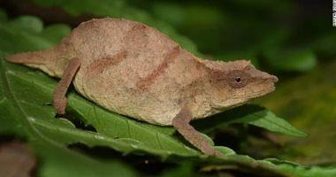 Scientists believe that the discovery of a rare chamus in the rainforest in Malawi