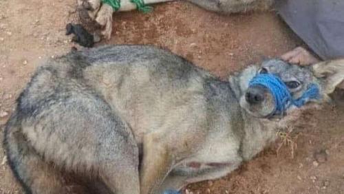 The people of an Iraqi village control a flock of wolves after attacking and wounding 10 people