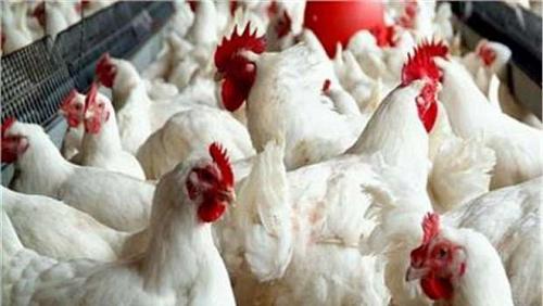 Poultry prices on Friday 2532022 in Egypt