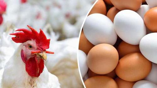 Poultry prices on Wednesday 2872021 in Egypt fell