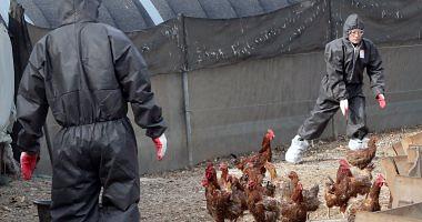 Namibia monitors a deadly strain of bird flu may affect humans