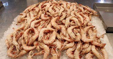 Egypts imports from shrimp falls for $ 12 million in April