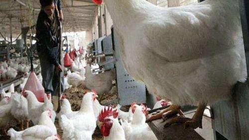 Poultry Stock Exchange prices Thursday 1352021 in Egypt
