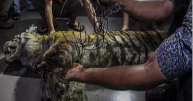 The Rare Sumatra Tiger was found after attached to the trap of animals in Indonesia