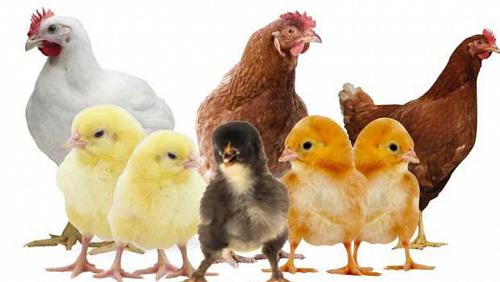 Poultry prices today Saturday 972022 in Egypt the first day of Eid al Adha