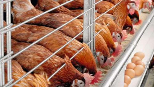 Poultry prices Saturday 2102021 in Egypt