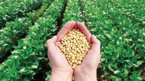 A rise in the prices of soybeans globally due to the dangers of drought