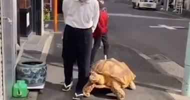 A man raised a huge turtle accompanied by everywhere