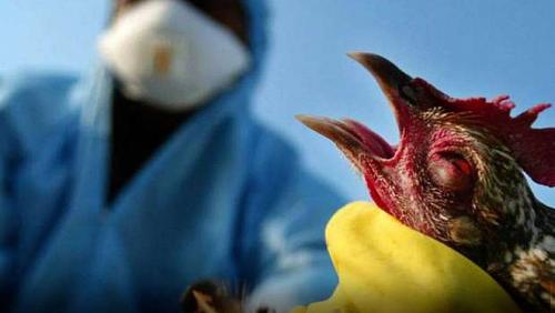 Details of bird flu in China injury man with a new driver of virus