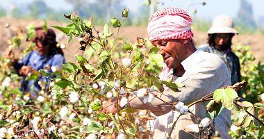 All you want to know about the latest new cotton developments