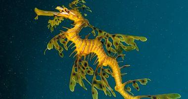 What is the sea dragon and why is threatened with extinction