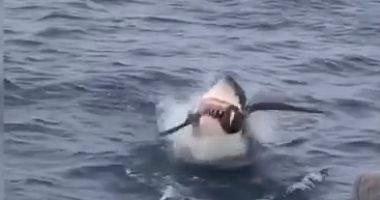 Watch the moment of taking a shark for a bird in Australia