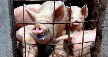 African pig fever kill more than 100 pigs in Masaka Uganda