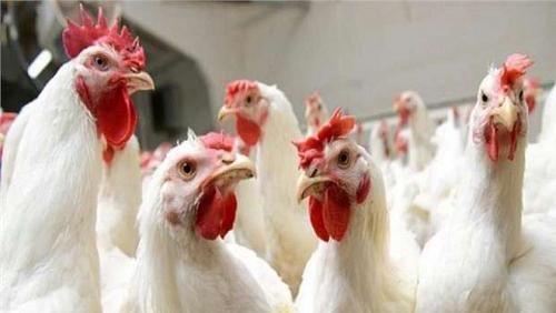 Poultry prices today Sunday 1262022 in Egypt with 72 pounds