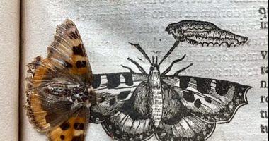Find a 400yearold butterfly in an old book of Cambridge University