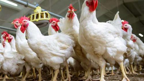 Poultry prices on Wednesday 2292021 in Egypt