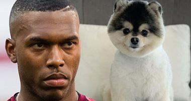 America sues the former Liverpool star because of a dog and demands $ 30000 compensation