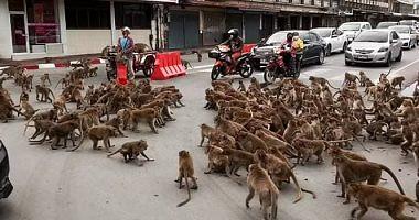 A stunning scenery for animals on food in the streets of Thailand video and photos