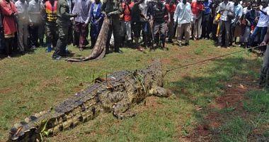Catch crocodile after 14 years of residents of Ugandan village