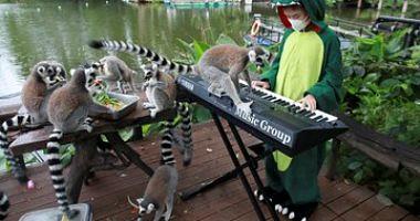 Girl playing piano for entertainment about animals in Thai Garden Photos