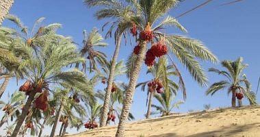 How do FAO contribute to rescue palm wealth in Egypt