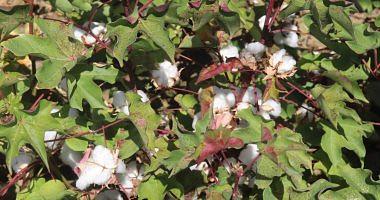 Evidence of short cotton transactions staple east obesity despite warm air