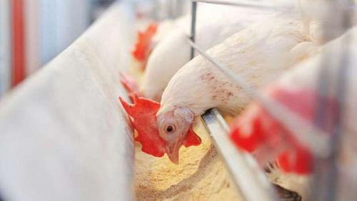 Poultry prices on Saturday 13112021 in Egypt