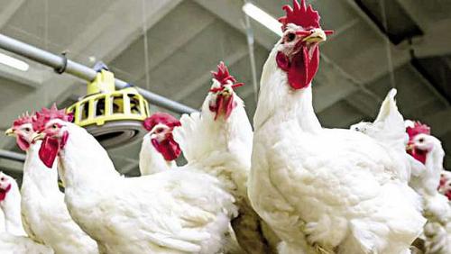 Poultry Stock Exchange Tuesday 2772021 in Egypt