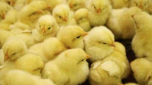 The prices of chicks on Sunday 662021 in Egypt