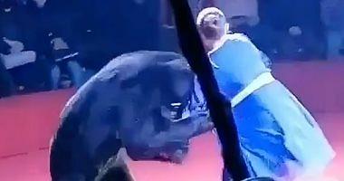 A Russian bear attacked his trained pregnant during the show will not believe the reason video