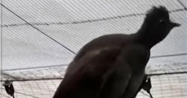 A bird in an Australian animal park imitates the sounds in a very good way