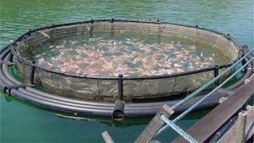 If you think a fish farm works 5 important tips for good results