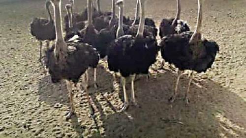 African ostriches behind the common bird flu and 3 reasons to raise them in Ashmoun
