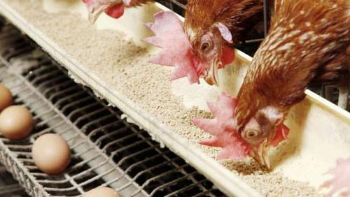 Poultry prices on Monday 2862021 in Egypt 32 pounds for white chips