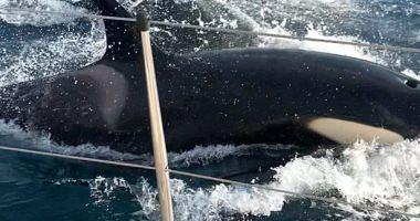An exciting adventure of a yacht crew in the face of an attack of 30 orka videos and pictures