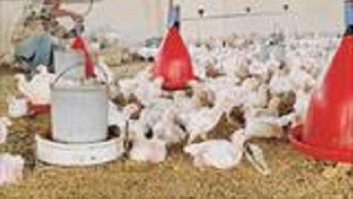 Poultry Stock Exchange prices Wednesday 1442021 in Egypt