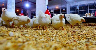 Poultry prices today 31 pounds per kilo on the farm