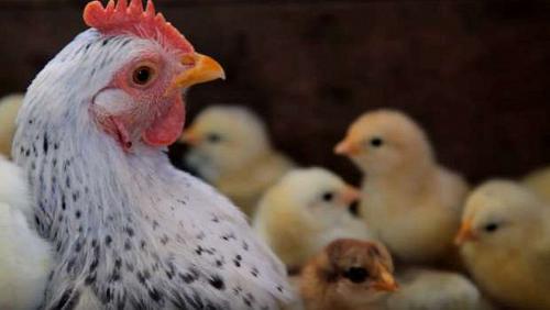 Poultry prices Thursday 7102021 in Egypt