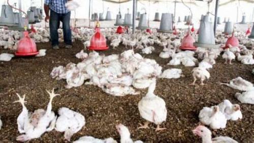 Chambers of Commerce warns of live poultry trading spread bird flu