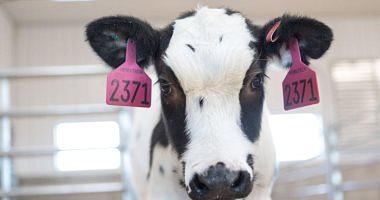 A new search focuses on cows milk as a potential source of control of Corona