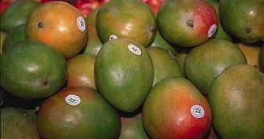 Mango benefits enhance immunity and improve digestion and heart health
