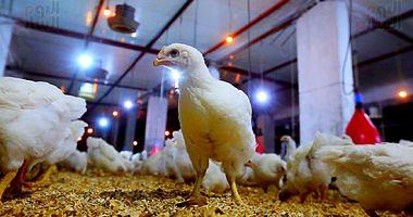 Learn about the latest poultry prices on markets