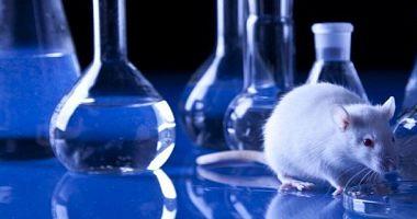 Ethical conditions for dealing with animal experiments most notably not exposed to risk